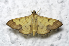 Meroctena tullalis