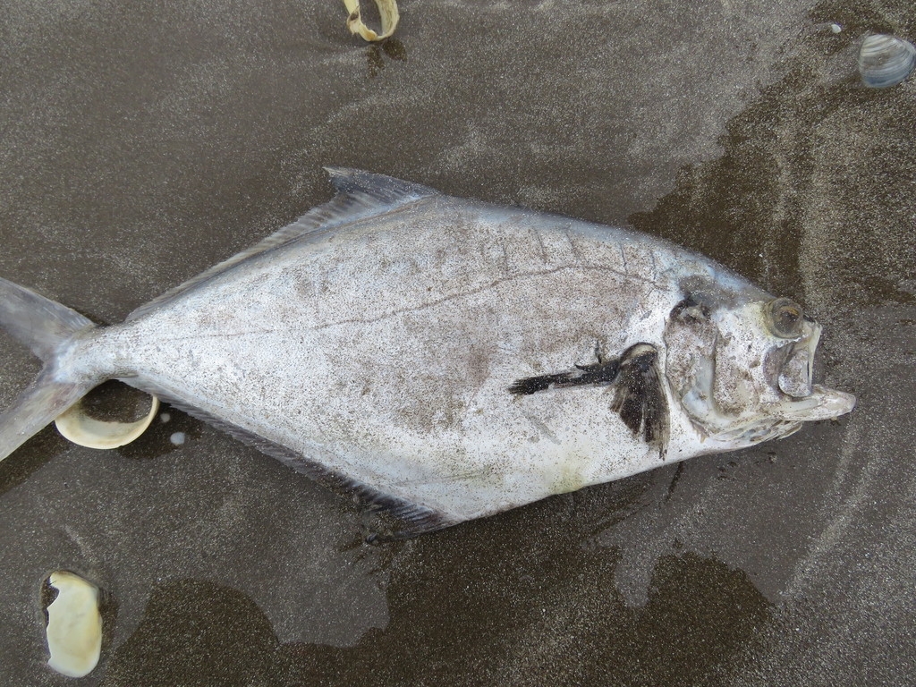 Parona Leatherjacket