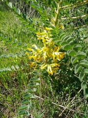 Astragalus macrocarpus