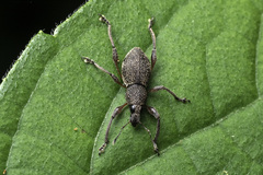 Metapocyrtus adspersus