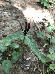Trillium lancifolium
