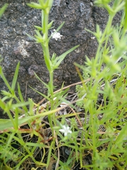 Minuartia decipiens