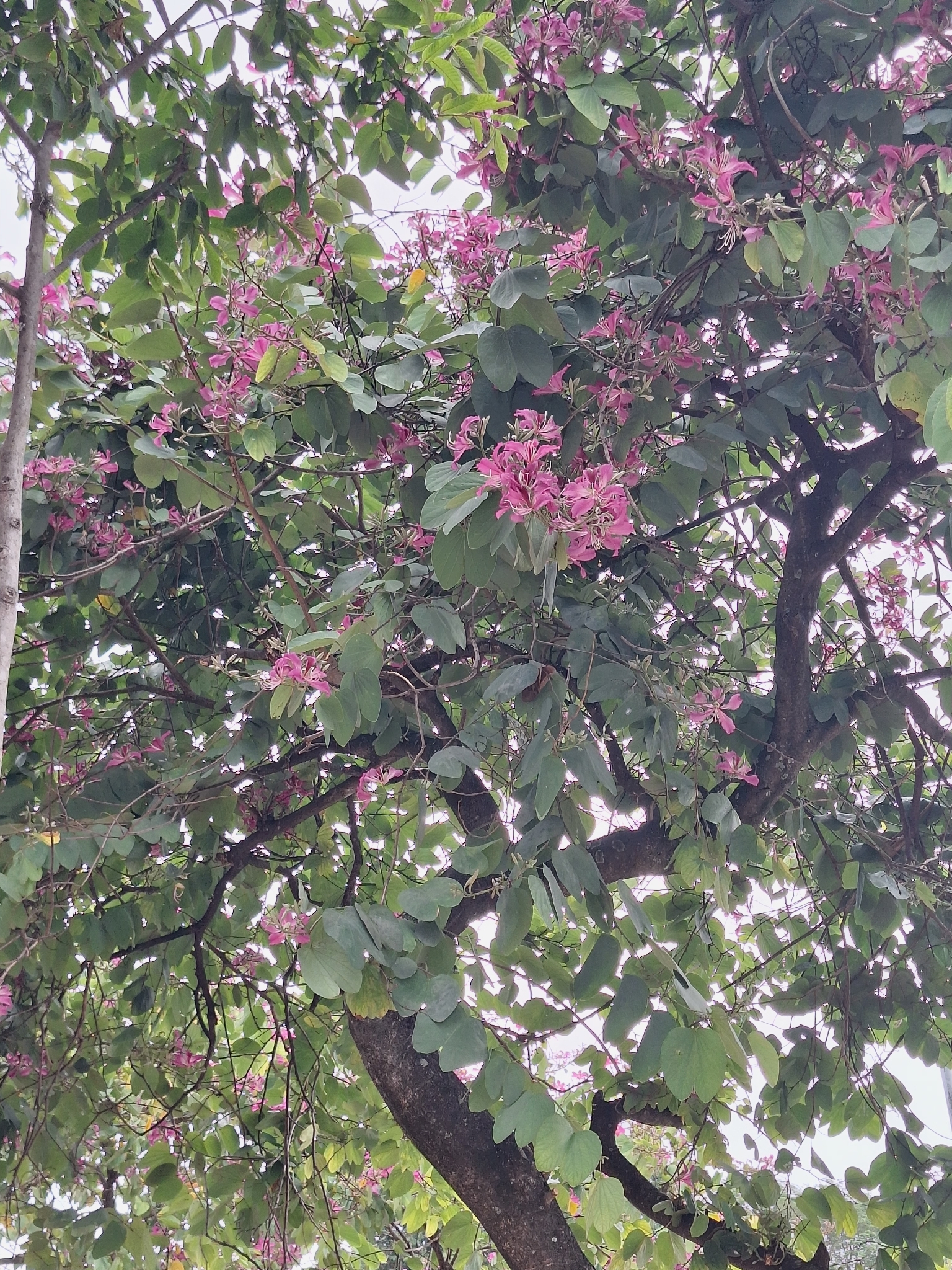 Bauhinia variegata