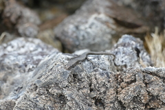 Cryptoblepharus poecilopleurus