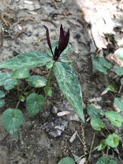 Trillium lancifolium
