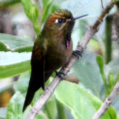 Chalcostigma heteropogon