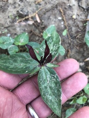 Trillium lancifolium