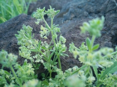 Galium judaicum