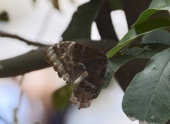 Morpho helenor octavia