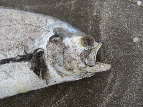 Argentine queenfish (Parona signata) — Carangidae — 4