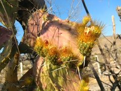 Opuntia velutina
