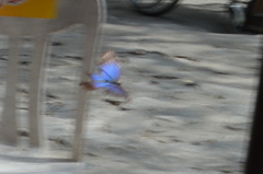 Morpho helenor octavia