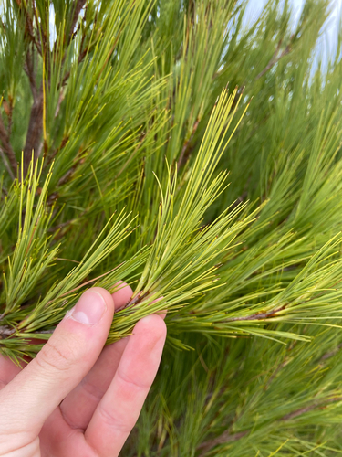 Dracophyllum acerosum observed 2026-04-27
