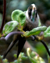 Oxypogon guerinii