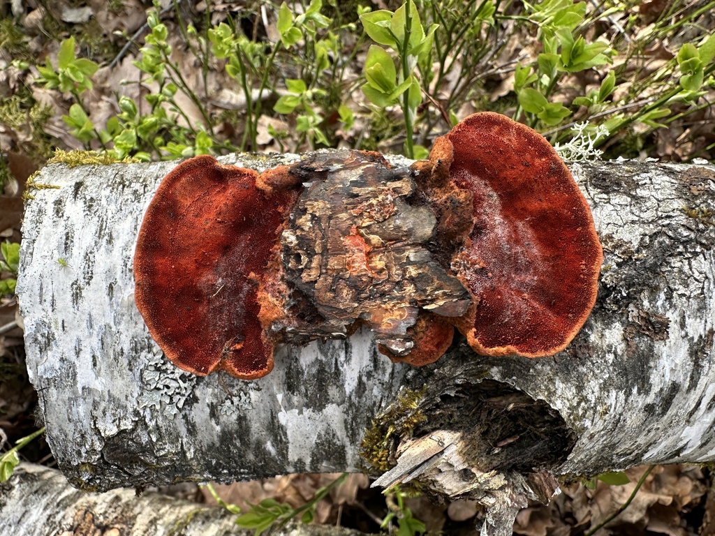 Trametes cinnabarina · April 2026 · photo: © katrin_simon (iNaturalist, cc-by)