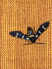 Syntomeida melanthus