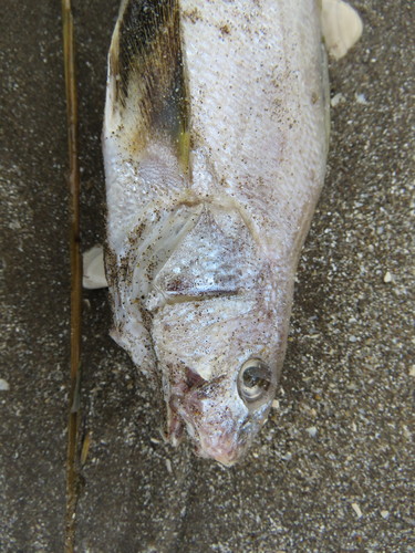 Menticirrhus martinicensis