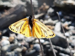 Setina aurita