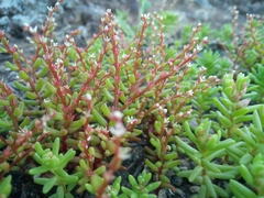 Sedum microcarpum