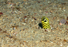 Heteroconger taylori