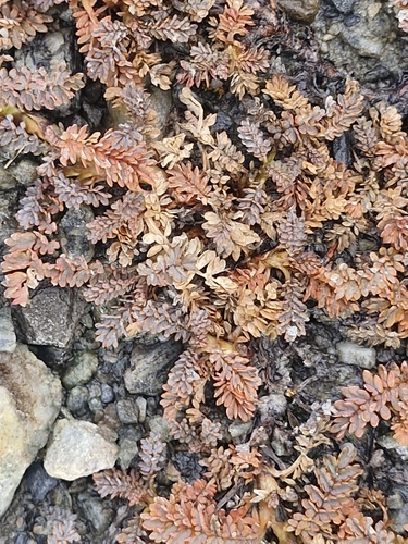 Acaena saccaticupula