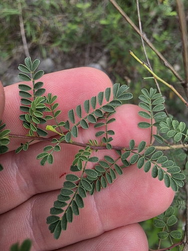 Dalea frutescens, photograph 4