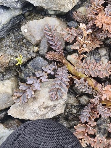 Acaena saccaticupula, photograph 2