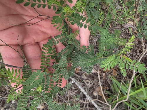 Dalea frutescens, photograph 5
