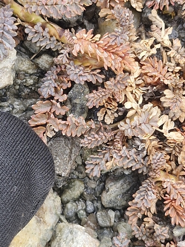 Acaena saccaticupula, photograph 3