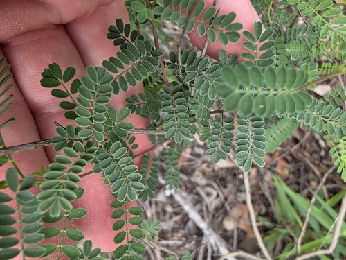 Dalea frutescens, photograph 6
