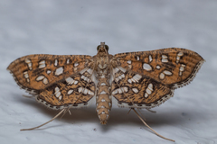 Nausinoe geometralis