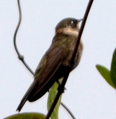 Oxypogon guerinii