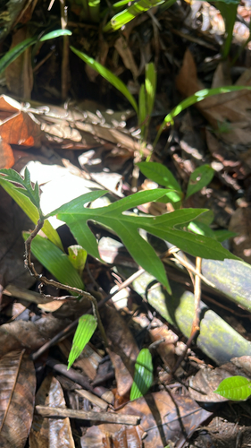 Artocarpus odoratissimus observed 2026-04-27