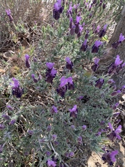 Lavandula stoechas