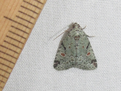 Maliattha concinnimacula