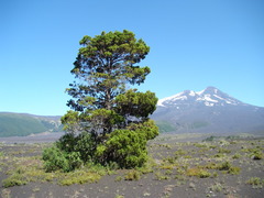 Austrocedrus chilensis