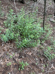 Brickellia cylindracea, photograph author not stated, no rights reserved