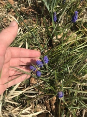 Muscari