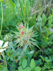 Trifolium stellatum