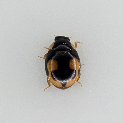 Confluent Sigil Lady Beetle photo 5