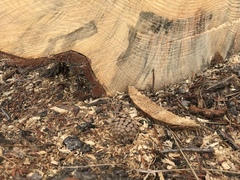 Grosmannia clavigera