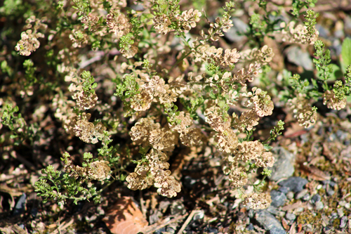 iNaturalist observation photo of Hairypod Pepperweed