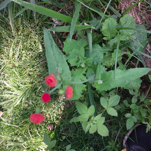 Emilia coccinea observed 2026-04-27