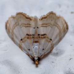 Glaphyriinae