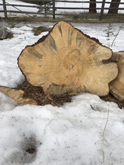 Grosmannia clavigera