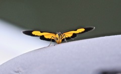 Xanthyris flaveolata