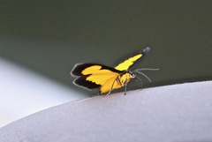 Xanthyris flaveolata