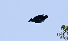 Cephalopterus ornatus