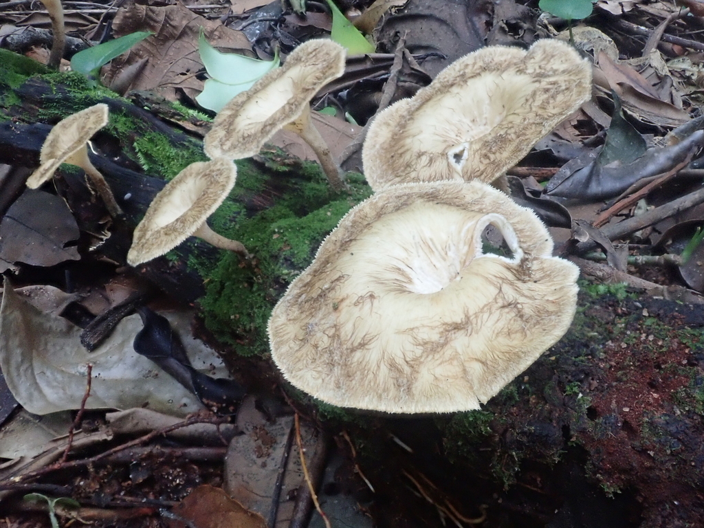 Lentinus crinitus · January 2020 · photo: © tsssss (iNaturalist, cc0)