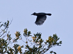 Cephalopterus ornatus